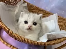 スコティッシュフォールド(立ち耳)【大阪府・男の子・2025年9月15日・シルバータビー&ホワイト】の写真6