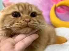 スコティッシュフォールド(折れ耳)【大阪府・男の子・2025年6月28日・レッドタビー】の写真6