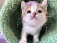 マンチカン(長足)【大阪府・女の子・2025年9月13日・キャリコ】の写真6