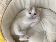 スコティッシュフォールド(立ち耳)【大阪府・男の子・2025年3月1日・レッドタビー&ホワイト】の写真9