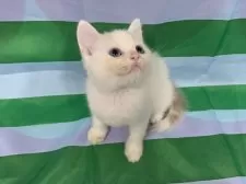 スコティッシュフォールド(立ち耳)【大阪府・男の子・2025年8月2日・クリームタビー&ホワイト】の写真6