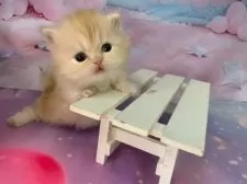 ミヌエット(短足)【大阪府・女の子・2025年11月22日・レッドタビー】の写真6