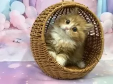 スコティッシュフォールド(立ち耳)【大阪府・女の子・2025年8月23日・レッドタビー&ホワイト】の写真4