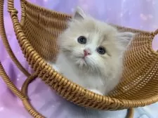 スコティッシュフォールド(立ち耳)【大阪府・男の子・2025年8月31日・クリームタビー&ホワイト】の写真7