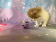 スコティッシュフォールド(立ち耳)【大阪府・男の子・2025年10月3日・レッドタビー&ホワイト】の写真7