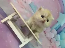 ミヌエット(短足)【大阪府・女の子・2025年11月22日・レッドタビー】の写真7