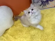 スコティッシュフォールド(立ち耳)【大阪府・男の子・2025年1月8日・クリームタビー&ホワイト】の写真7