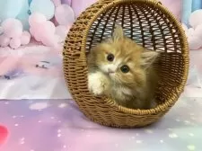 スコティッシュフォールド(立ち耳)【大阪府・女の子・2025年8月23日・レッドタビー&ホワイト】の写真5