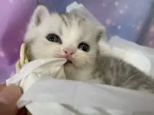 スコティッシュフォールド(立ち耳)【大阪府・男の子・2025年9月15日・シルバータビー&ホワイト】の写真3