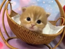 スコティッシュフォールド(立ち耳)【大阪府・男の子・2025年12月8日・レッドタビー】の写真8