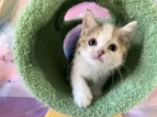 マンチカン(長足)【大阪府・女の子・2025年9月13日・キャリコ】の写真8