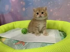 スコティッシュフォールド(立ち耳)【大阪府・男の子・2025年9月25日・レッドタビー】の写真8