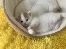 スコティッシュフォールド(立ち耳)【大阪府・男の子・2025年3月1日・レッドタビー&ホワイト】の写真11