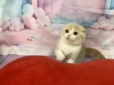 スコティッシュフォールド(折れ耳)【大阪府・女の子・2025年9月3日・クリームタビー&ホワイト】の写真12