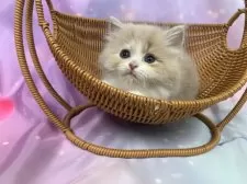 スコティッシュフォールド(立ち耳)【大阪府・男の子・2025年8月31日・クリームタビー&ホワイト】の写真9