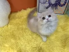 スコティッシュフォールド(立ち耳)【大阪府・男の子・2025年1月8日・クリームタビー&ホワイト】の写真9