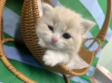 スコティッシュフォールド(立ち耳)【大阪府・男の子・2025年8月28日・クリームタビー&ホワイト】の写真9