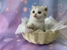 スコティッシュフォールド(立ち耳)【大阪府・男の子・2025年9月15日・シルバータビー&ホワイト】の写真9