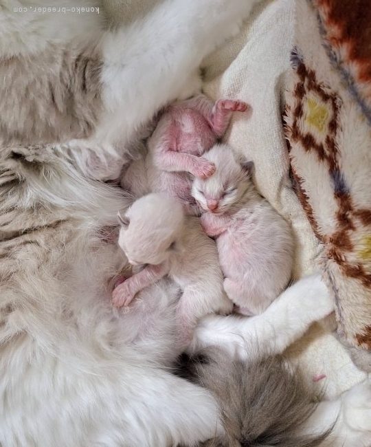 佐藤優香ブリーダーのブログ：🐱子猫産まれました🐱