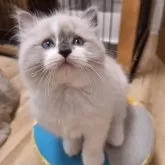 ラグドール【青森県・男の子・2024年9月28日・ブルーポイントバイカラー】の写真1