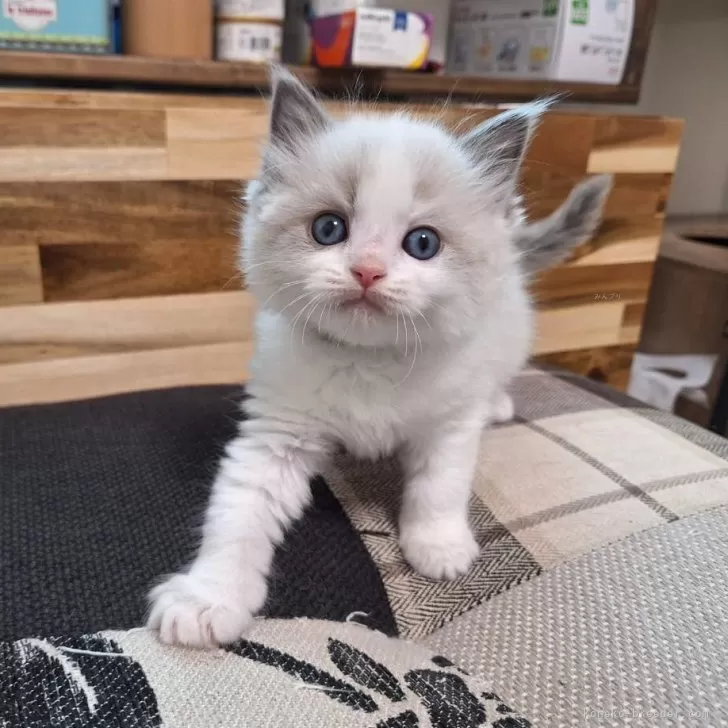 ID:2504-02820の子猫