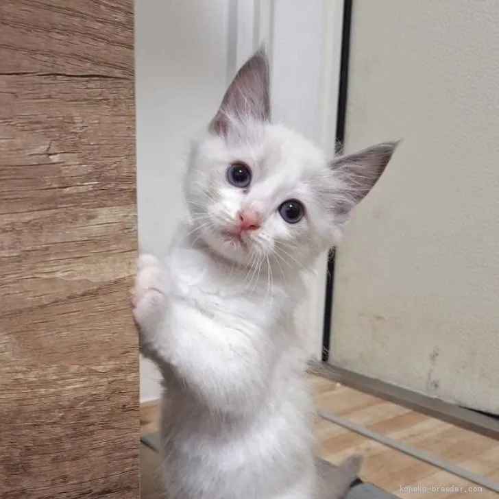ID：2606-01270の子猫