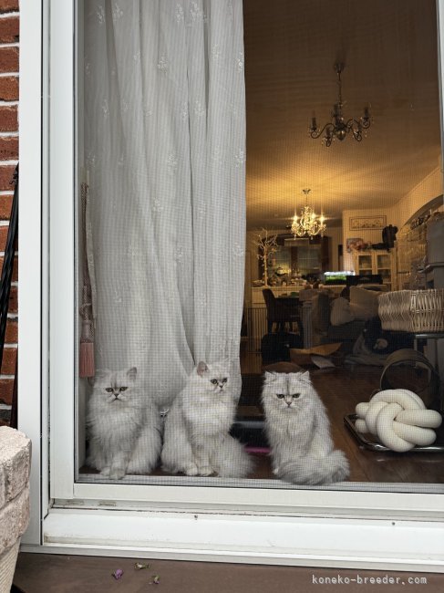 日向ぼっこ✨｜濱田　奈央(はまだ　なお)ブリーダー(福岡県・ペルシャ(チンチラ)など)の紹介写真10