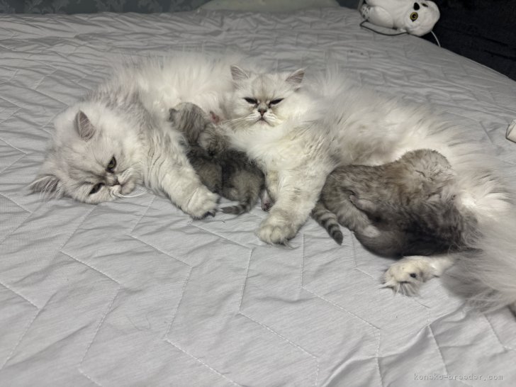 双子のママちゃんたちが一緒に子育てしています｜濱田　奈央(はまだ　なお)ブリーダー(福岡県・ペルシャ(チンチラ)など)の紹介写真1