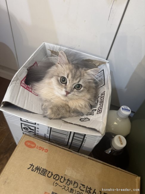 自由で伸び伸び暮らしています♪｜濱田　奈央(はまだ　なお)ブリーダー(福岡県・ペルシャ(チンチラ)など)の紹介写真2