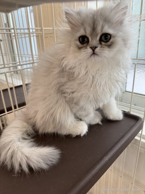 生後2ヶ月✨｜濱田　奈央(はまだ　なお)ブリーダー(福岡県・ペルシャ(チンチラ)など)の紹介写真4