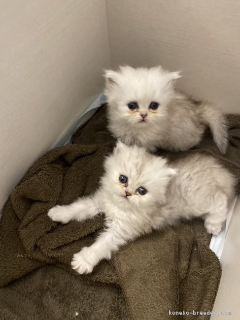 濱田　奈央(はまだ　なお)ブリーダー(福岡県・ペルシャ(チンチラ)など)の紹介写真5