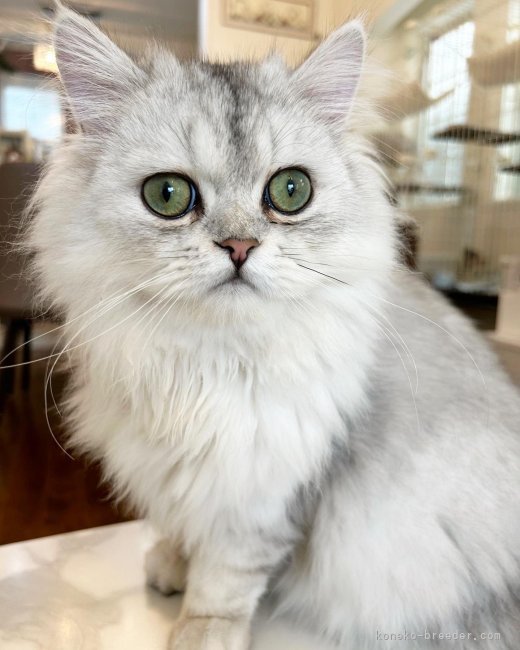 パパちゃん｜濱田　奈央(はまだ　なお)ブリーダー(福岡県・ペルシャ(チンチラ)など)の紹介写真6