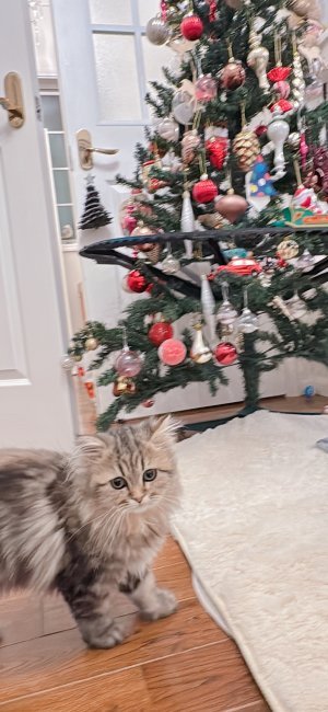 ゴールデン｜濱田　奈央(はまだ　なお)ブリーダー(福岡県・ペルシャ(チンチラ)など)の紹介写真8