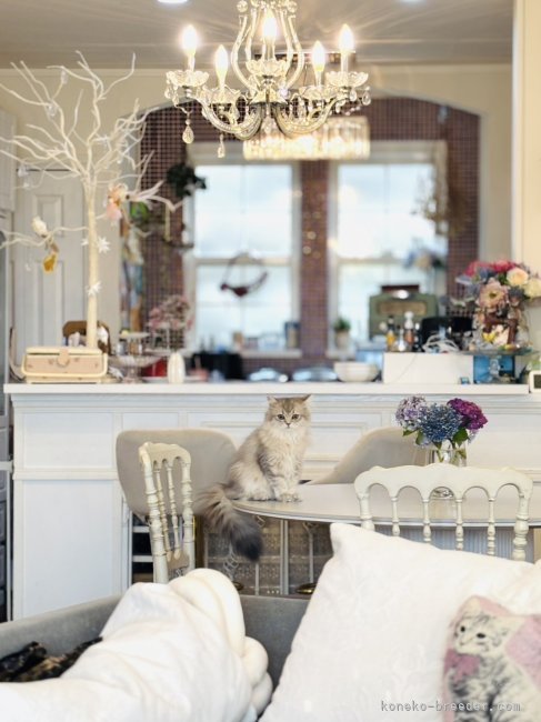 猫舎｜濱田　奈央(はまだ　なお)ブリーダー(福岡県・ペルシャ(チンチラ)など)の紹介写真9