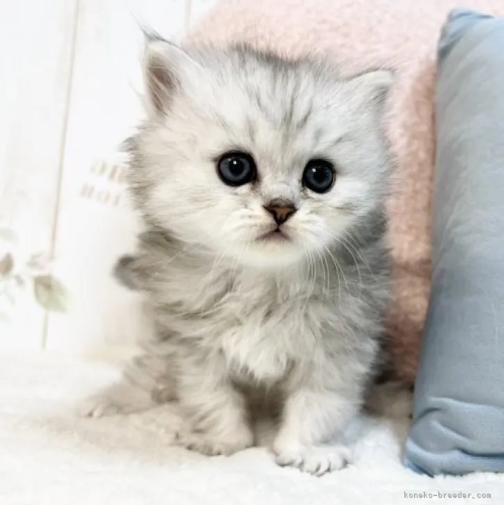 ID：2303-02420の子猫