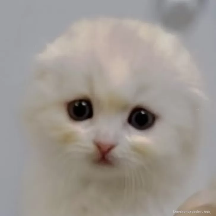 ID：2407-02061の子猫