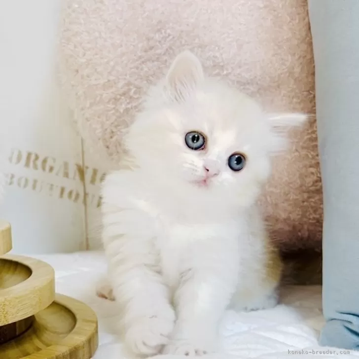 ID：2410-01055の子猫