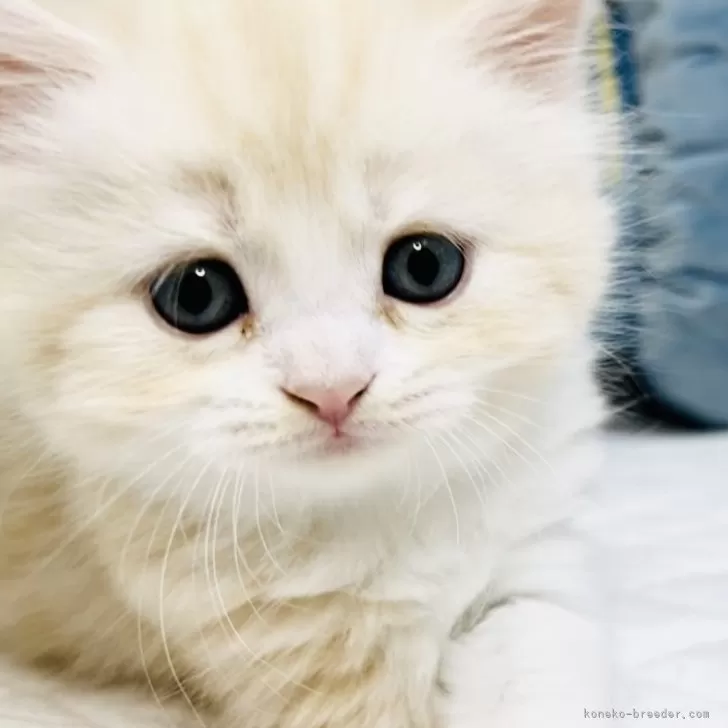 ID：2408-01811の子猫