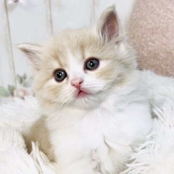 スコティッシュフォールド【東京都・男の子・2023年12月12日・クリーム&ホワイト】の写真「【動画更新】おっとり可愛い男の子🩷」