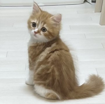 スコティッシュフォールド【東京都・男の子・2023年6月17日・レッドタビー&ホワイト】の写真「🌟動画・価格更新しました🌟元気な可愛い男の子🎵」