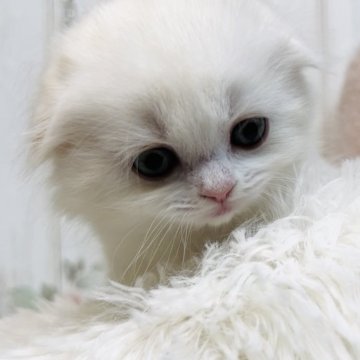 スコティッシュフォールド【東京都・男の子・2023年12月12日・クリームカメオ&ホワイト】の写真「食欲旺盛！可愛い男の子💚」