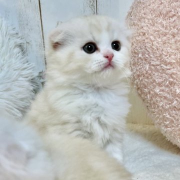 スコティッシュフォールド【東京都・男の子・2023年12月12日・クリームカメオタビー&ホワイト】の写真「おっとり可愛い男の子💜」