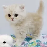 スコティッシュフォールド(立ち耳)【東京都・男の子・2024年6月9日・クリームタビー&ホワイト】の写真1