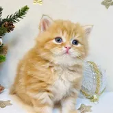 スコティッシュフォールド(立ち耳)【東京都・男の子・2022年10月20日・レッドタビー】の写真1