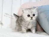 スコティッシュフォールド×チンチラペルシャ【東京都・男の子・2023年2月20日・シルバータビー】の写真2