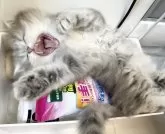 ペルシャ(チンチラ)【東京都・男の子・2024年3月14日・ブルーチンチラゴールデン】の写真2