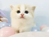 スコティッシュフォールド(立ち耳)【東京都・男の子・2023年6月9日・クリーム&ホワイト】の写真2