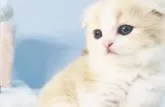 スコティッシュフォールド(折れ耳)【東京都・女の子・2023年6月17日・クリーム&ホワイト】の写真4