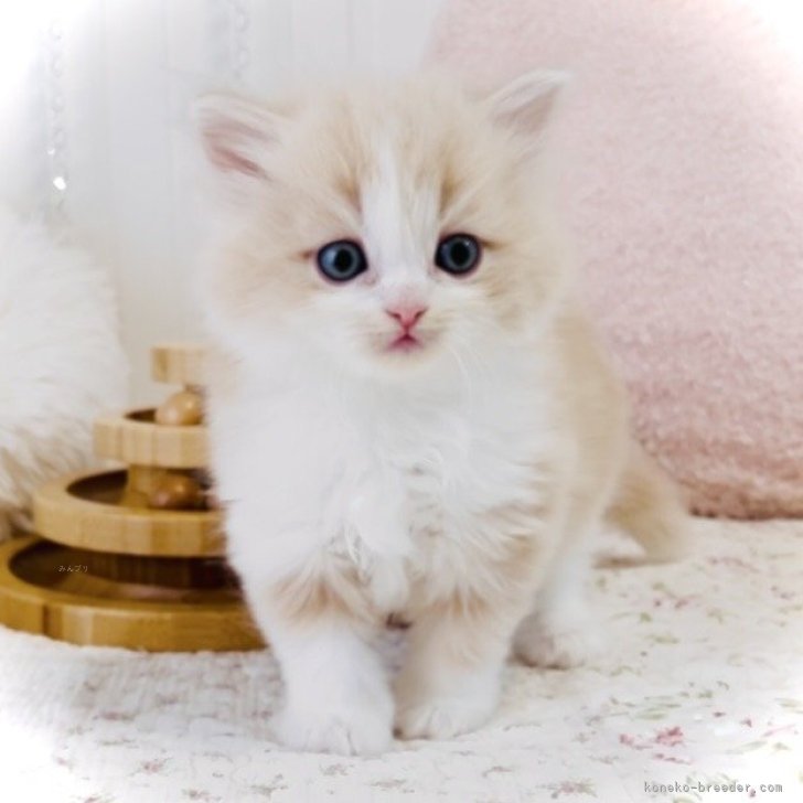 ブリーダー画像