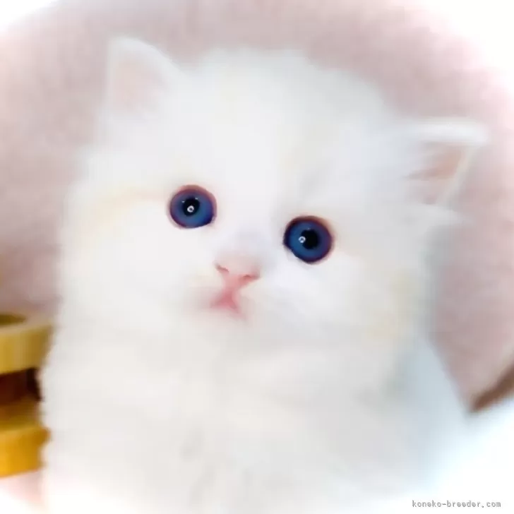 ID：2504-03213の子猫
